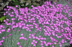 Dianthus Firewitch — photo 2